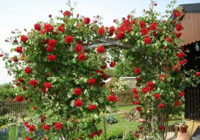 Sichtschutz mit Kletterpflanzen: aber mit welchen? Kletterrose