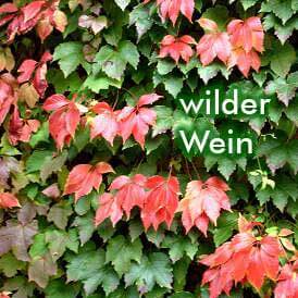 wilder Wein