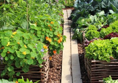 Hochbeet bepflanzen und pflegen: Die besten Tipps von Hobbygärtnern Gemüse im Hochbeet