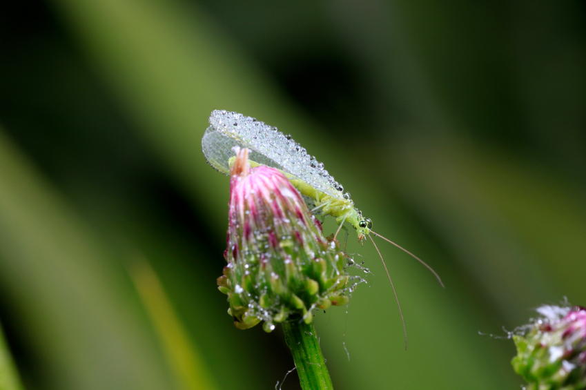 Florfliegen: Ihre Freunde im Kampf gegen die Blattläuse.
