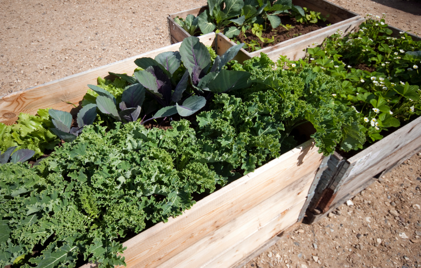 Kale, cabbage and salad