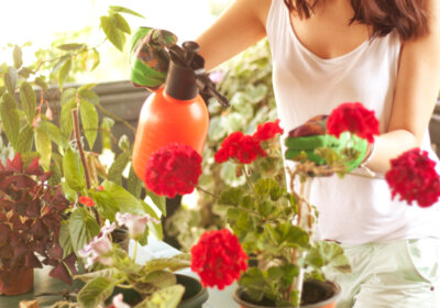 Übeltäter im Garten! So werden Sie Pflanzenschädlinge umweltfreundlich los Übeltäter im Garten! So werden Sie Pflanzenschädlinge umweltfreundlich los