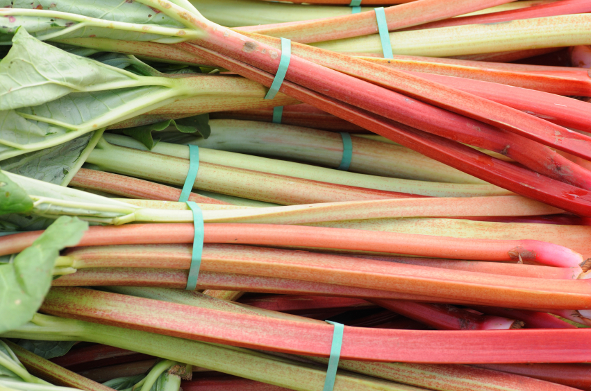 Die Oxalsäure und Sennoside im Rhabarber machen ihn zum perfekten Mittel gegen Schildläuse und Wanzen.
