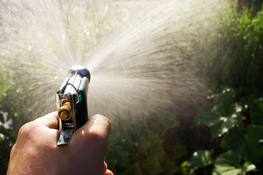 Wasser marsch! Oftmals hilft es schon, die Schädlinge einfach von den Pflanzen zu duschen.