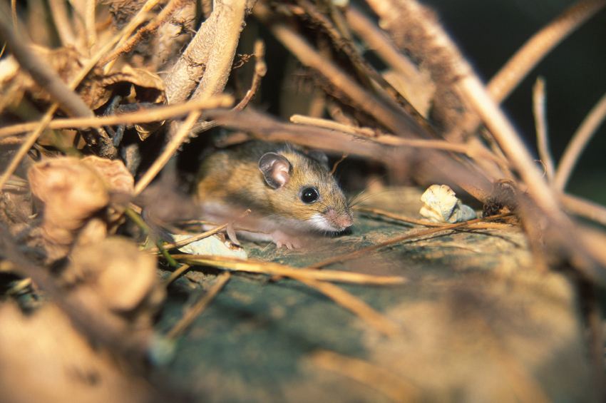 Wurzelgemüse und Stauden müssen unter den Wühlmäusen leiden.