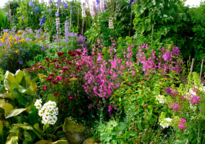 Die 10 gefährlichsten Giftpflanzen im Garten garten blumen