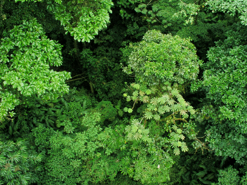 Viele verschiedene Bäume, viele verschiedene Wachstumstypen.