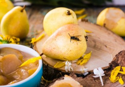Wespen vertreiben: Die besten Tipps für Gärtner und Gartenbesitzer! Wespen abwehren auf Birne