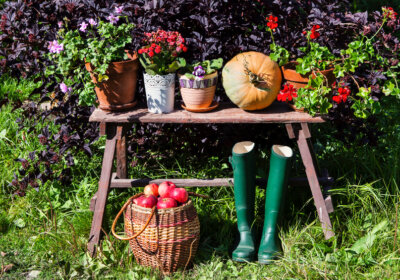 Fit für den Herbst? 6 To-Dos für den Garten Fit für den Herbst? 6 To-Dos für den Garten