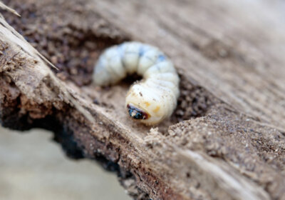 Holzschädlinge erkennen und bekämpfen: So schützt du dein Gartenhaus! holzwurm-larve