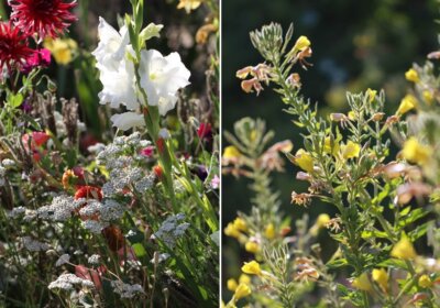 Großes Gartenglück mit kleinem Aufwand: Elkes Null-Euro-Beet Großes Gartenglück mit kleinem Aufwand: Elkes Null-Euro-Beet