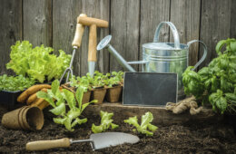 Aussaatkalender 2016