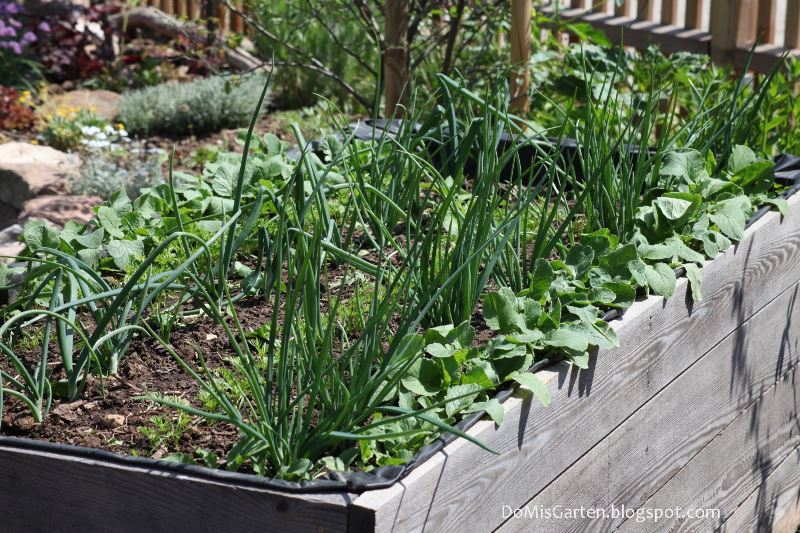 Gemüse-Hochbeet
