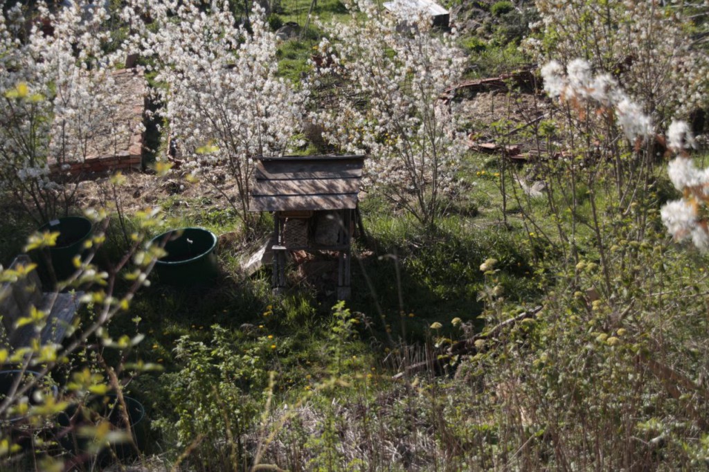 Bienenschwarm im Permagarten