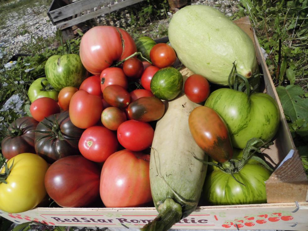 Gemüse aus dem Permagarten