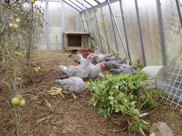 Huehner im Permagarten