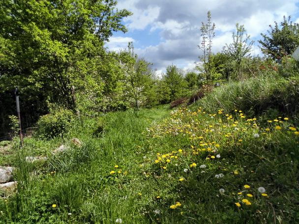 Impressionen aus dem Permagarten