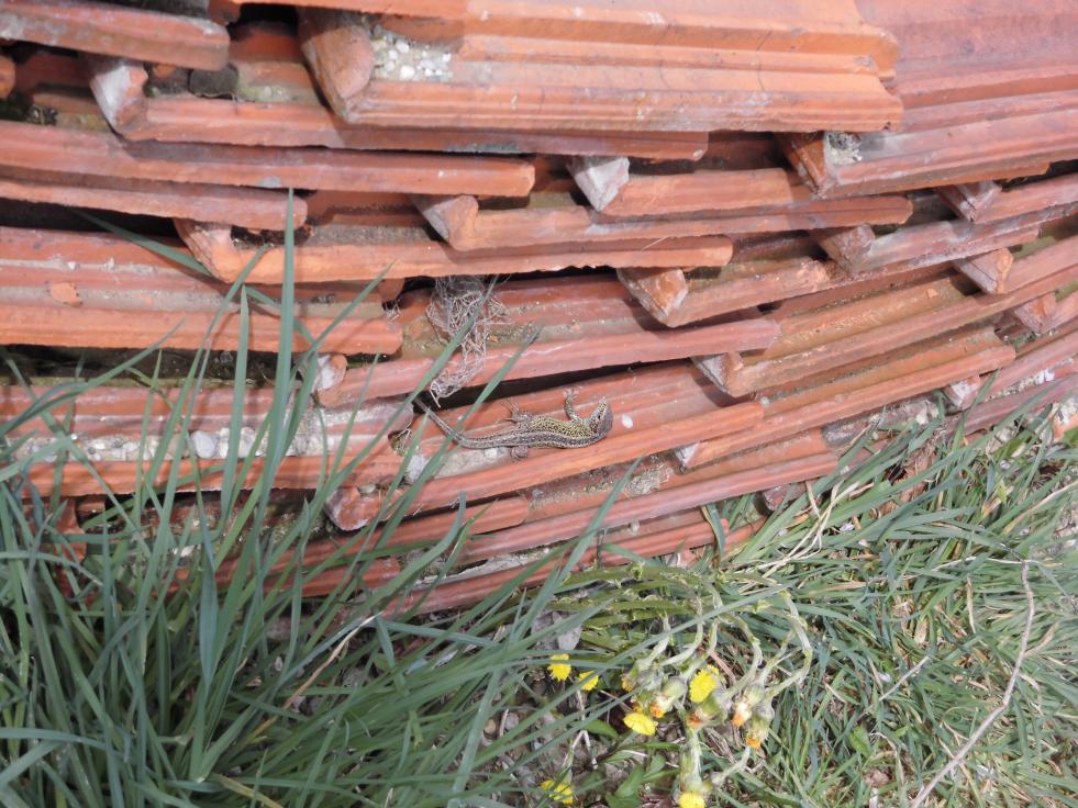 Eidechse im Permagarten