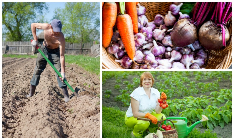 Selbsversorger-Garten einer Datscha