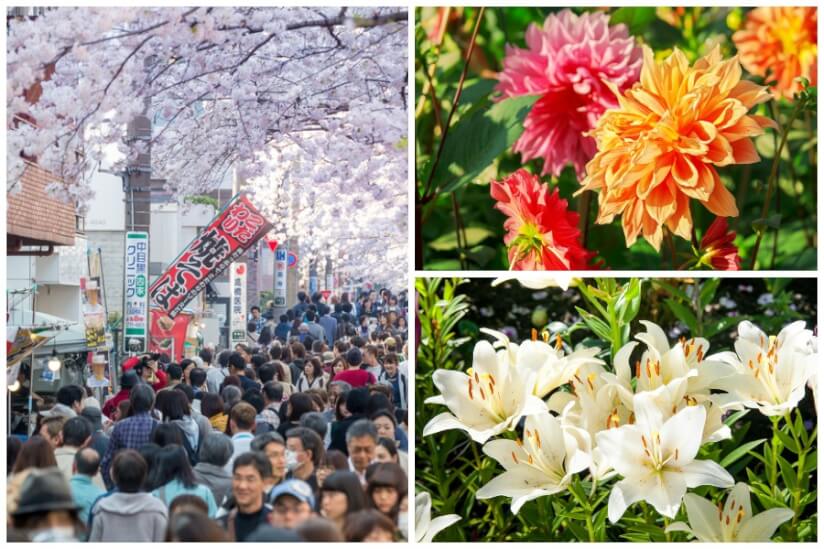 Hanakotoba - die Blumensprache Japans