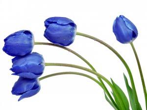 blaue Tulpen