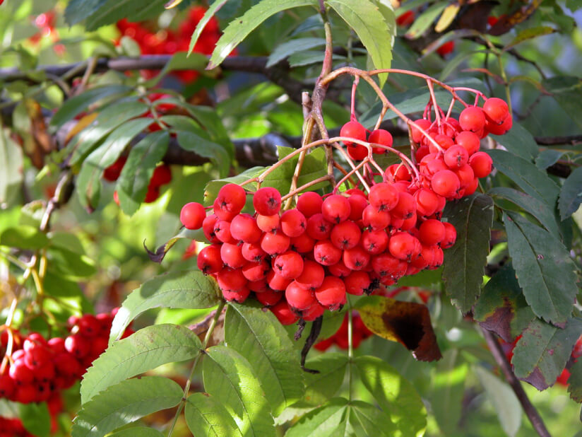 Mit Vogelbeeren der Eberesche können Sie Vögel in den Garten locken.
