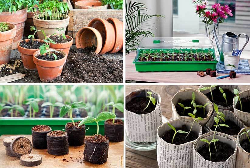 Gemüse vorziehen in verschiedenen Behältern Gemüse vorziehen - Varianten