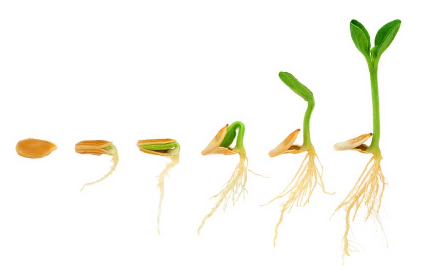 Gemüse vorziehen: Entwicklung eines Keimlings Keimling - Gemüse vorziehen