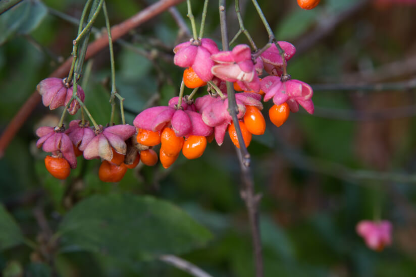 Mit Pfaffenhütchen können Sie Vögel in den Garten locken.