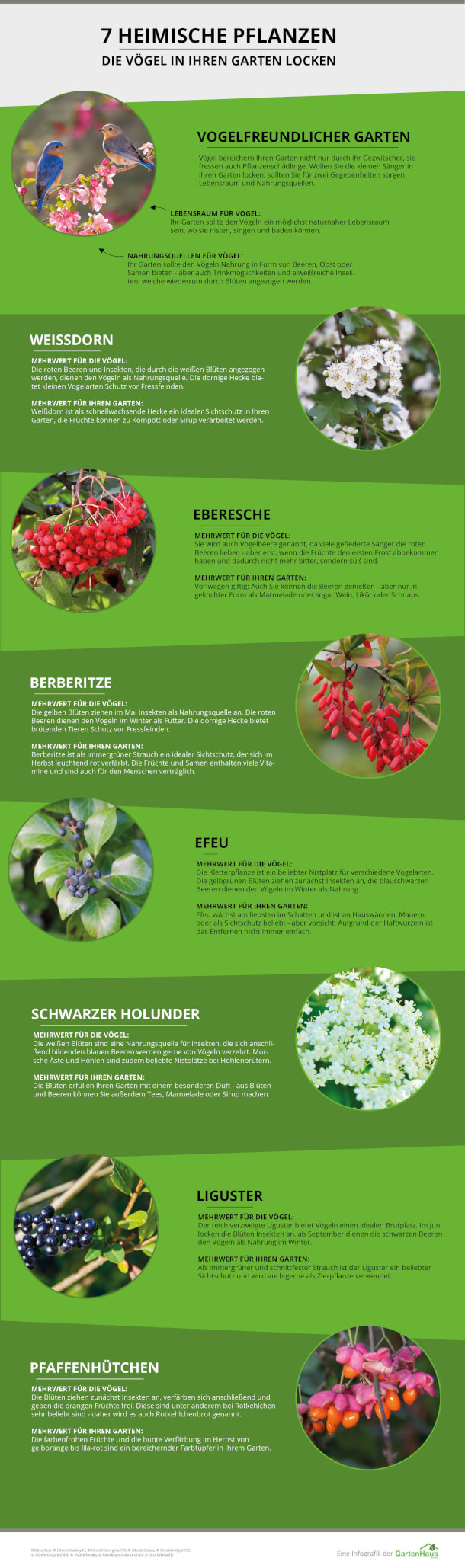 Diese Pflanzen locken Vögel an