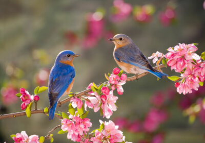 Vögel im heimischen Garten: Wie locke ich sie an? So locken Sie Vögel in Ihre Garten.