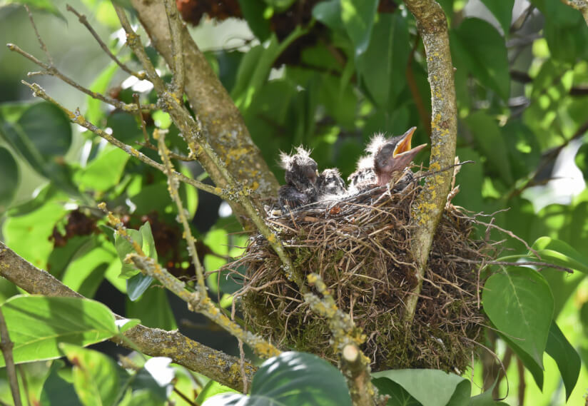 Vogelnest mit Jungen im Garten