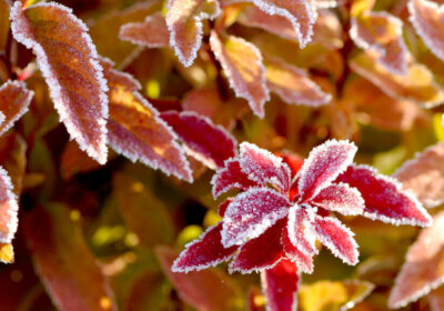 Blatt Frost Blumenbeet winterhart anlegen