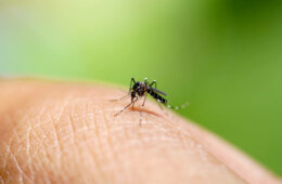 Stechmücke auf Finger