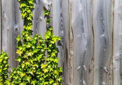 grünes Efeu am Holz