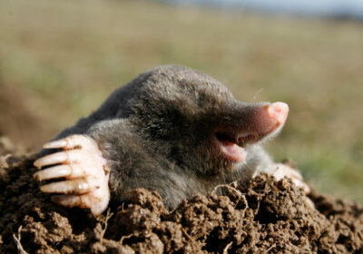 Maulwurf vertreiben: 20+ erprobte Methoden, um einen Maulwurf loszuwerden Maulwurf vertreiben aus Garten