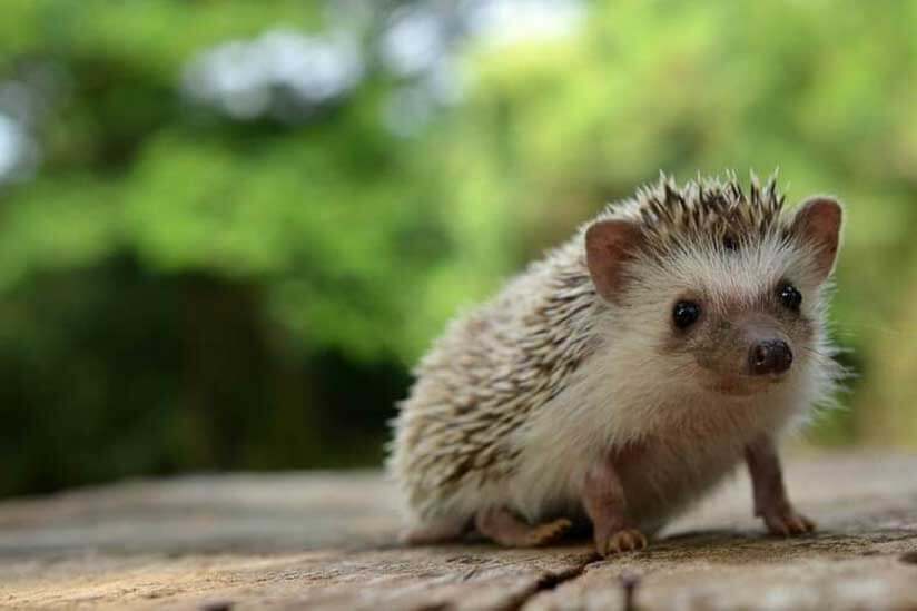 Kleiner Igel auf Holzbalken
