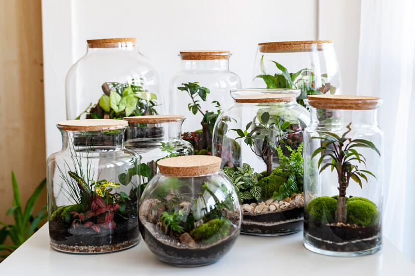 Flaschengarten anlegen: Schritt für Schritt ganz einfach nachzumachen glas-garten-pflanzen