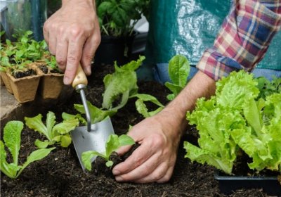 Aussaatkalender Gewächshaus & Hochbeet: Gemüse & Kräuter rechtzeitig einpflanzen und ernten Aussaat Gewächshaus