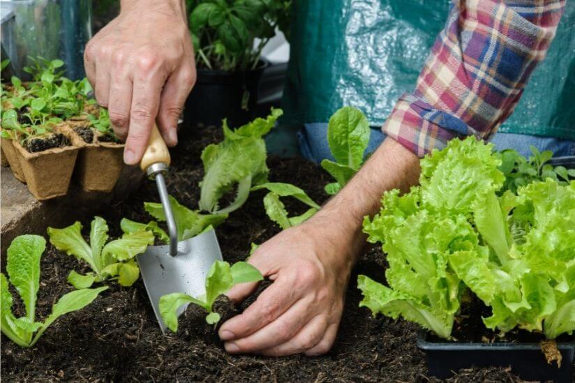 Aussaat Gewächshaus