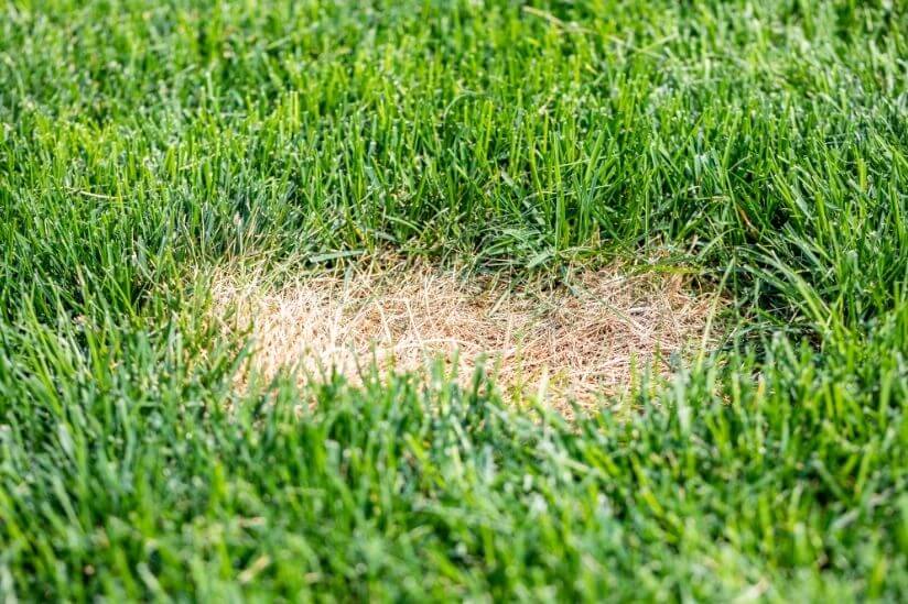 Kahle Stelle im Rasen zum Ausbessern