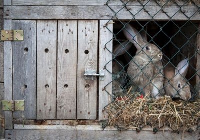 Kaninchenstall bauen: Einfach und schnell einen eigenen Stall errichten! Kaninchenstall bauen