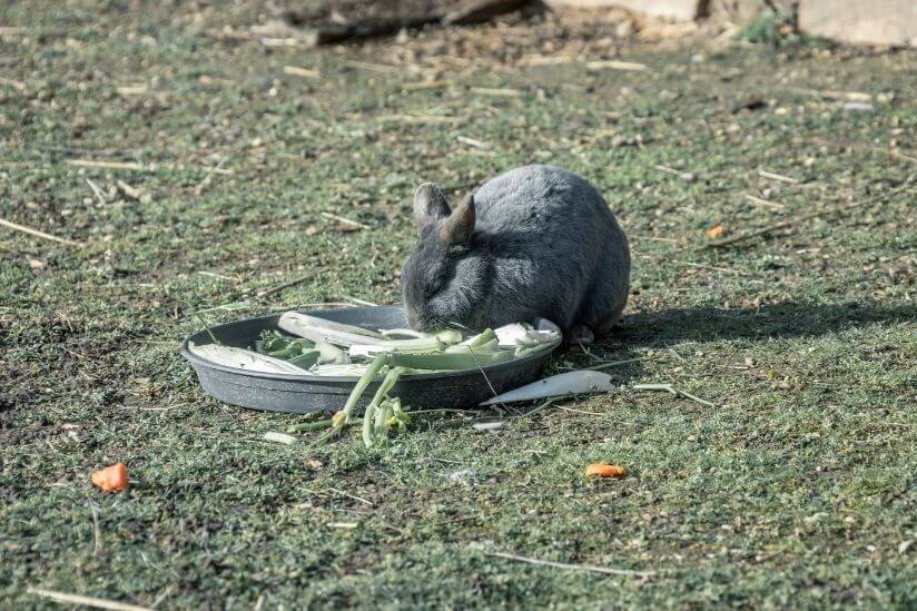 Hase auf Feld isst aus Schüssel