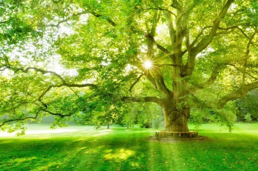 Laubbaum mit Sonnenstrahlen durch die Krone