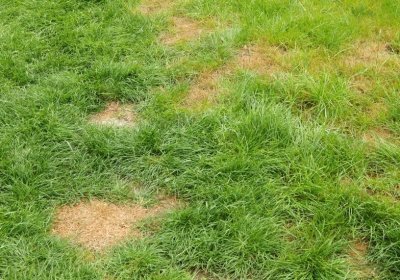 Rasen kahle Stellen: Tipps zum Ausbessern von kahlen Stellen im Rasen Rasen mit kahlen Stellen