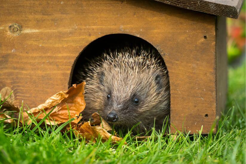 Igel guckt aus Igelhütte raus