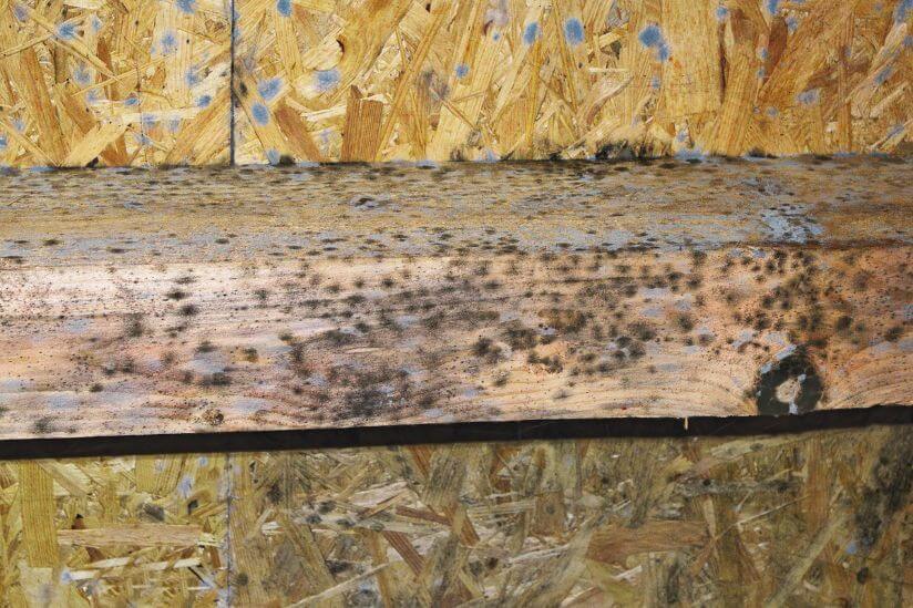 Bläuliche Schimmel Flecken auf Holz