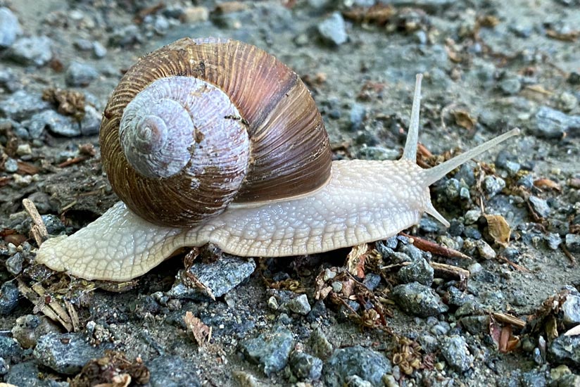 Schnecke mit Haus