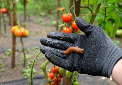 Schnecken vertreiben: Unsere Liste der 25 besten Tipps zum Nachmachen Schnecken vertreiben Tipps