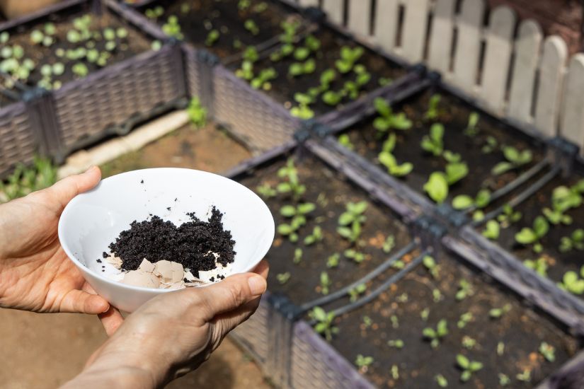 Den Kaffeesatz in der Schale zum Düngen nutzen